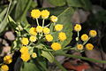 Frauenminze (Tanacetum)