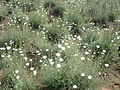 Dalmatinische Insektenblume (Tanacetum)