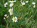 Straußblütige Wucherblume (Tanacetum)