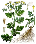 Tanacetum parthenium