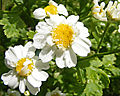 Mutterkraut (Tanacetum)