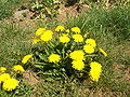 Gewöhnlicher Löwenzahn (Taraxacum officinale)