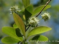 Palo amarillo (Terminalia australis)