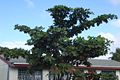 Katappenbaum (Terminalia catappa)