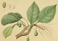 Terminalia bellirica