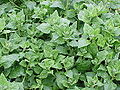 Neuseeländer Spinat (Tetragonia tetragonoides)