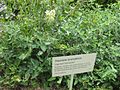 Salbei-Gamander (Teucrium scorodonia)