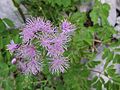 Akeleiblättrige Wiesenraute (Thalictrum aquilegiifolium)