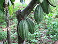 Kakaobaum (Theobroma cacao)