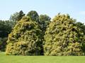 Lebensbäume (Thuja occidentalis)