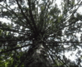 Riesen-Lebensbaum (Thuja plicata)