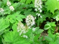 Herzblättrige Schaumblüte (Tiarella cordifolia)