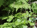 Asiatische Schaumblüte (Tiarella polyphylla)