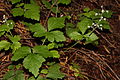 Dreiblättrige Schaumblüte (Tiarella trifoliata)