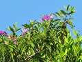 Francavilla tibouchina (Tibouchina francavillana)