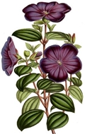 Tibouchina elegans