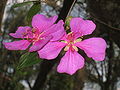 Prinzessinnenstrauch (Tibouchina pulchra)