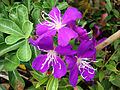 Tibouchina semidecandra