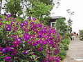 Prinzessinenstrauch (Tibouchina urvilleana)