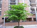 Amerikanische Linde (Tilia americana)