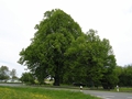 Winterlinde (Tilia cordata)