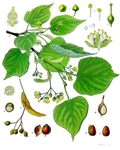 Tilia cordata