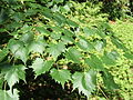 Mongolische Linde (Tilia mongolica)