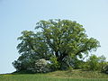 Sommer-Linde (Tilia platyphyllos)