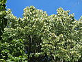 Silber-Linde (Tilia tomentosa)