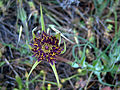 Haferwurzel (Tragopogon porrifolius)