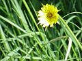 Wiesen-Bocksbart (Tragopogon pratensis)