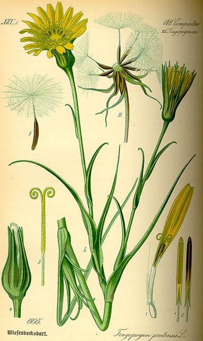 Wiesen-Bocksbart (Tragopogon pratensis)