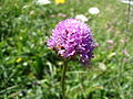 Kugelorchis (Traunsteinera globosa)