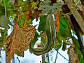 Schlangenhaargurke (Trichosanthes cucumerina)
