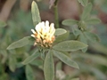 Alexandriner-Klee (Trifolium alexandrinum)