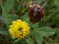 Braun-Klee[ (Trifolium badium)