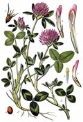 Trifolium pratense