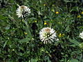 Berg-Klee (Trifolium montanum)