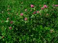 Wiesenklee (Trifolium pratense)