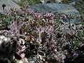Stein-Klee (Trifolium saxatile)