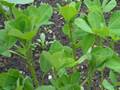 Bockshornklee (Trigonella foenum-graecum)