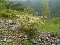 Blaugrüner Faserschirm (Trinia glauca)