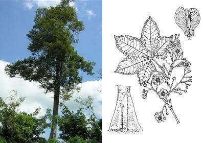 Abachi-Baum (Triplochiton scleroxylon)