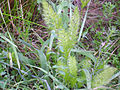 Ähren-Grannenhafer (Trisetum spicatum)