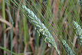 Emmer (Triticum dicoccum)