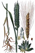 Triticum vulgare