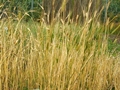 Einkorn (Triticum monococcum)