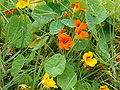 Große Kapuzinerkresse (Tropaeolum majus)