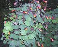 Knollige Kapuzinerkresse (Tropaeolum tuberosum)