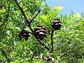 Kanadische Hemlocktanne (Tsuga canadensis)